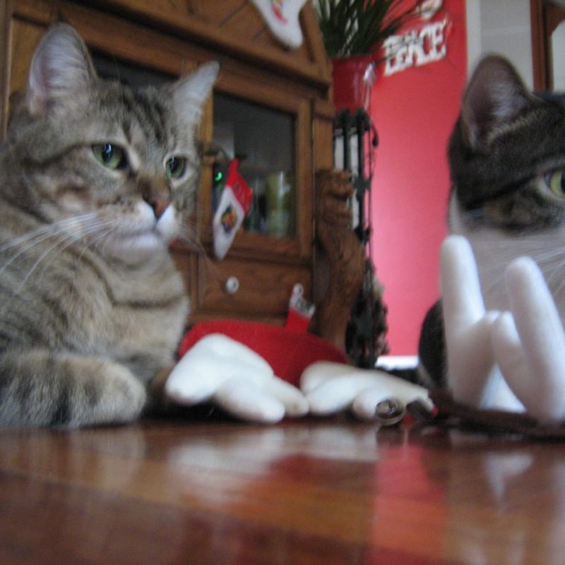 Swimming in Wrapping Paper, and Other Joyous Activities