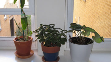 House Plants