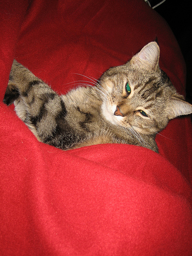 kitty-in-a-blanket