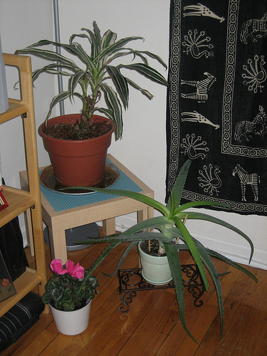 Plants, Aloe